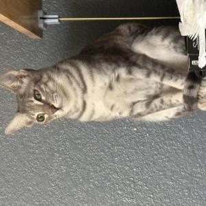 Lost Cat Bellucci