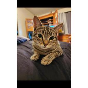 Lost Cat Cleo
