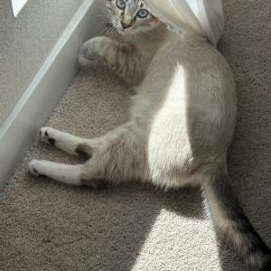 Lost Cat Skritty