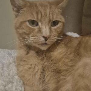 Lost Cat Princess