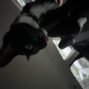 Lost Cat Humpty / cat