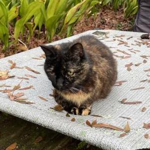 Lost Cat Hoon