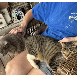 Lost Cat Maisey
