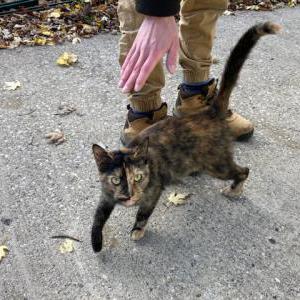 Found Cat unknown