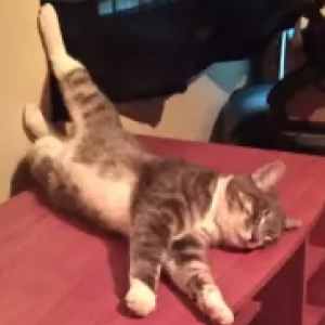 Lost Cat Mario