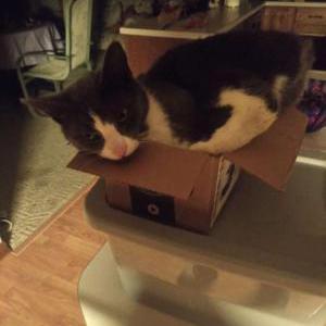 Lost Cat Marco