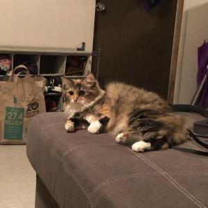 Lost Cat Simba