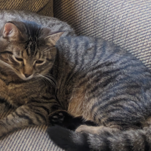 Lost Cat Iggy and Winston 
