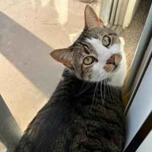 Lost Cat Jude Paw