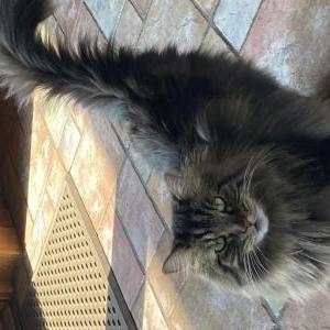 Lost Cat Spice