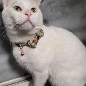 Lost Cat Toro
