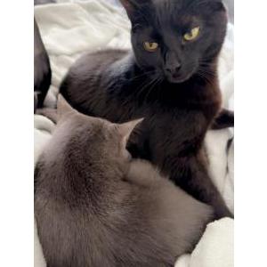 Lost Cat Bullet