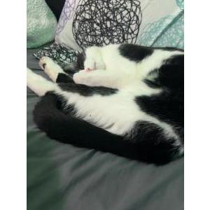 Lost Cat theo