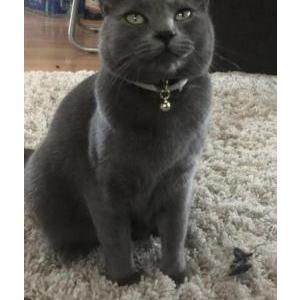 Lost Cat Luke