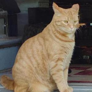 Lost Cat Sherlock