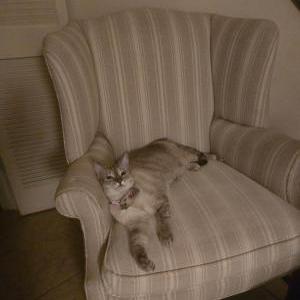 Lost Cat Bliss