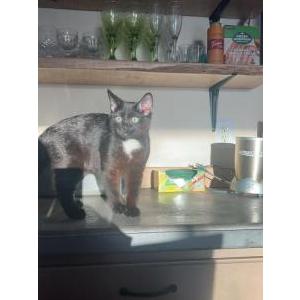 Lost Cat Prince