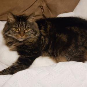 Lost Cat Coco