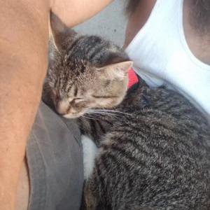 Lost Cat Ziggy