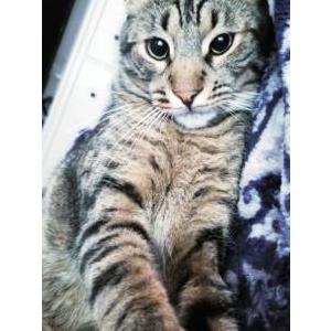 Lost Cat Jake