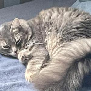 Lost Cat Ash