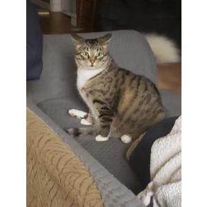Lost Cat Loli