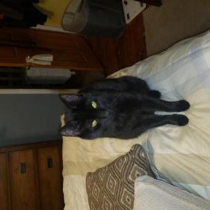 Lost Cat Archer
