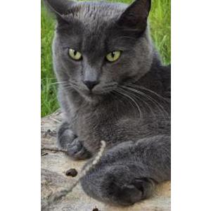 Lost Cat Asher
