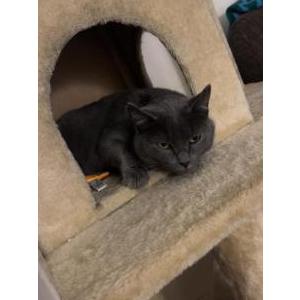 Lost Cat Shadow
