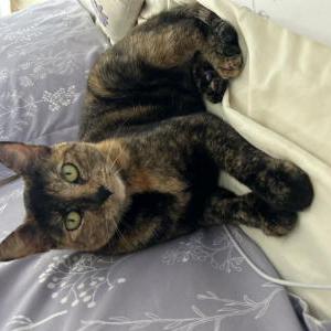 Lost Cat Chimichanga “chimi”