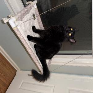 Found Cat Unknown