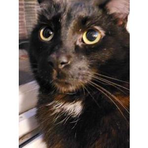 Lost Cat Rue