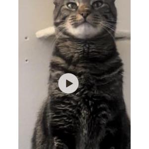 Lost Cat Choas
