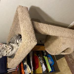 Lost Cat Harley