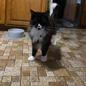 Lost Cat Tom