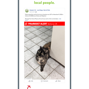 Lost Cat Anastasia