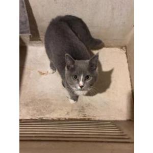 Found Cat Unknown