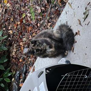 Found Cat Unknown