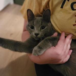 Found Cat Unknown