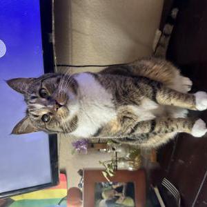 Lost Cat Meechy