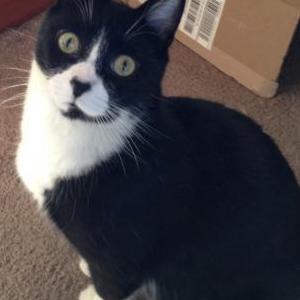 Lost Cat Buddy