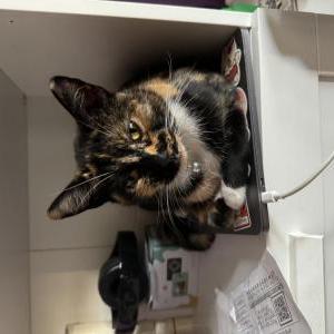 Lost Cat opal