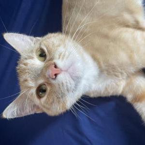 Lost Cat Orange