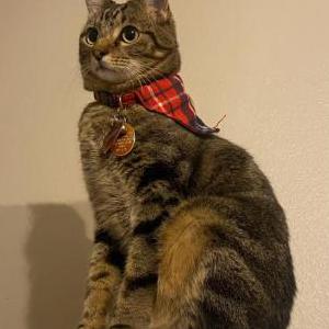 Lost Cat Kitty