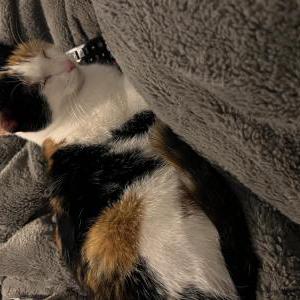 Image of Luna, Lost Cat
