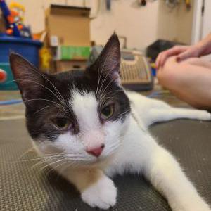Lost Cat Garrett bobby Fergus