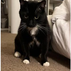 Lost Cat Guapo