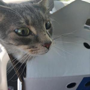 Lost Cat Chase (Buckley 4)