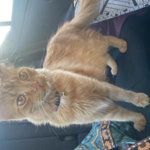 Lost Cat Gatsby