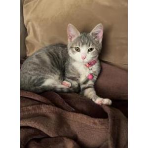 Lost Cat Princess